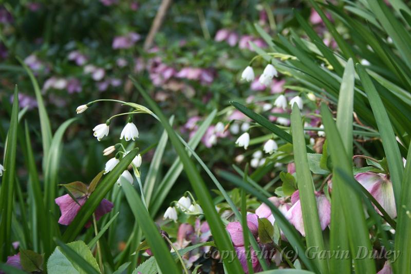 Snowdrops, Tindale Gardens IMG_6866.JPG